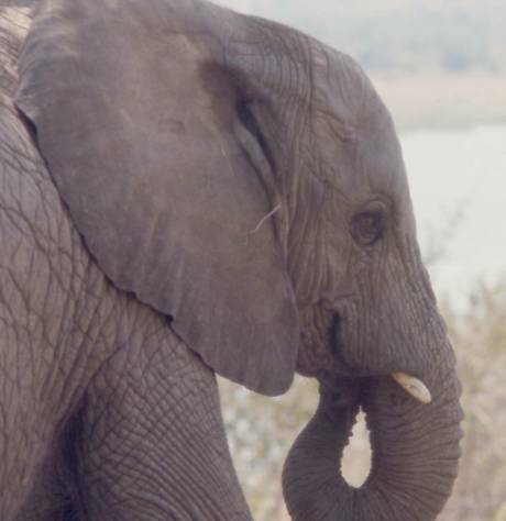 mama elephant, Uganda